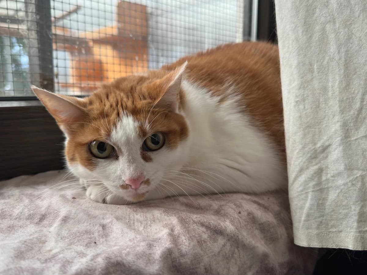 Keshia (zusammen mit Kamea), female 6yo European Shorthair for adoption at BMT Tierheim Elisabethenhof