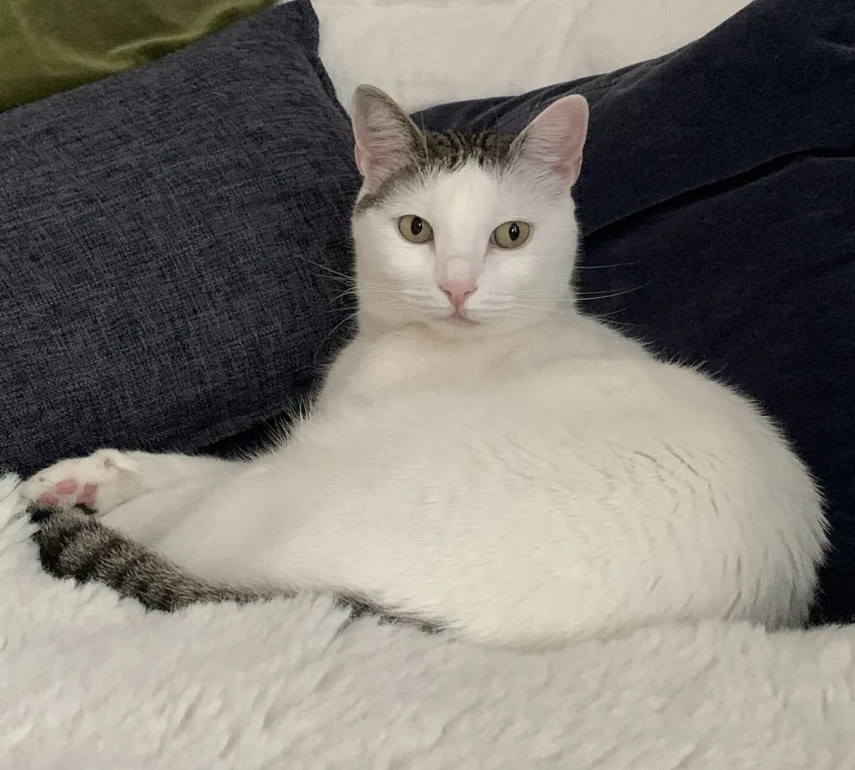 Uma, female senior European Shorthair for adoption at BMT Tierheim Elisabethenhof