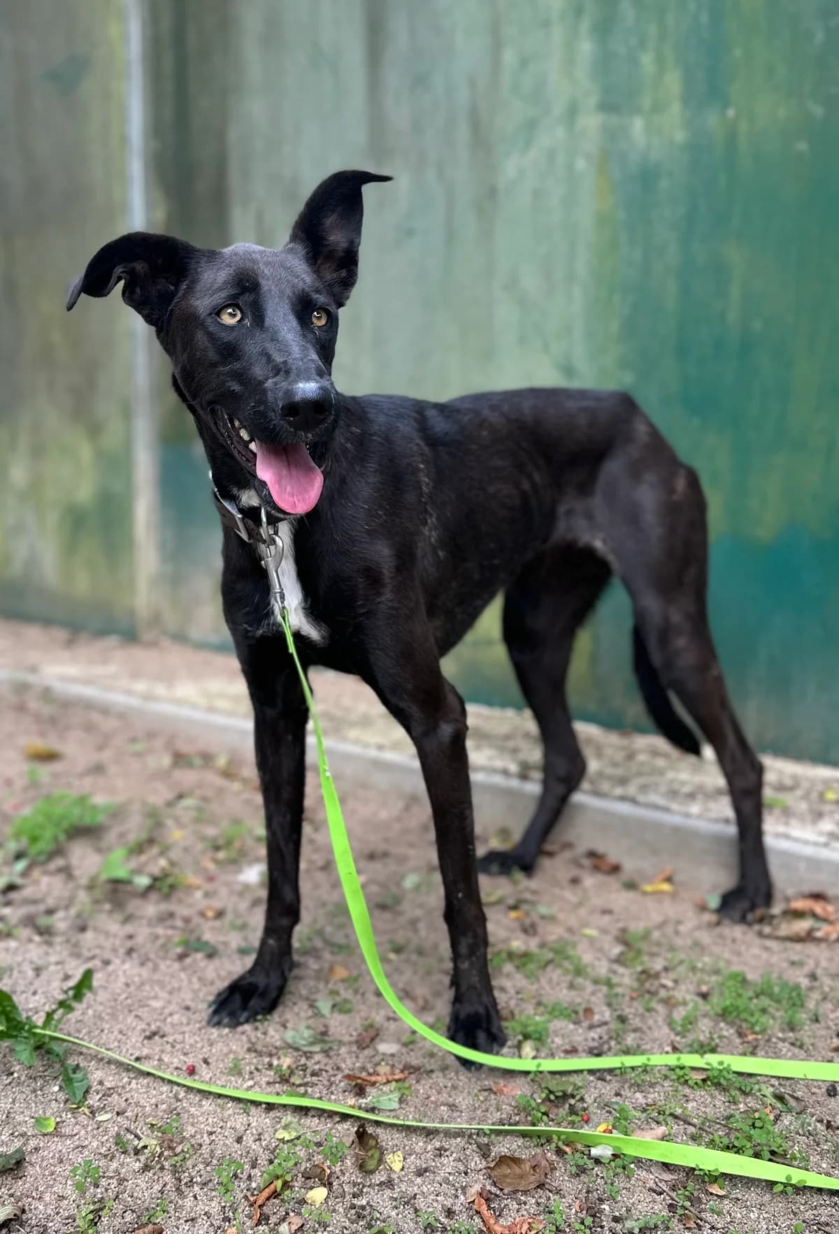 Morena, female young Mixed Breed for adoption at BMT Tierheim Elisabethenhof