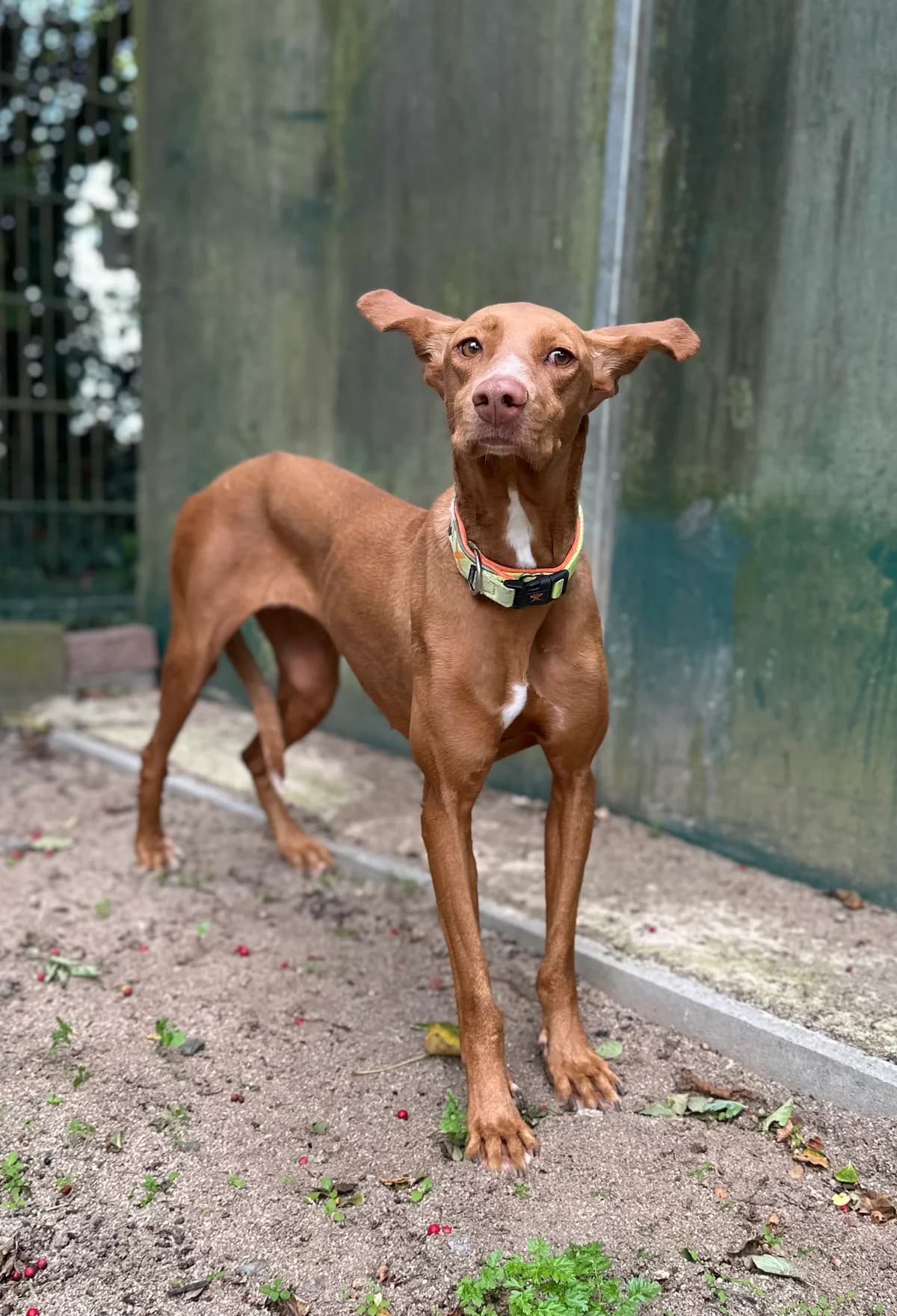 Monica, female 4yo Podenco for adoption at BMT Tierheim Elisabethenhof