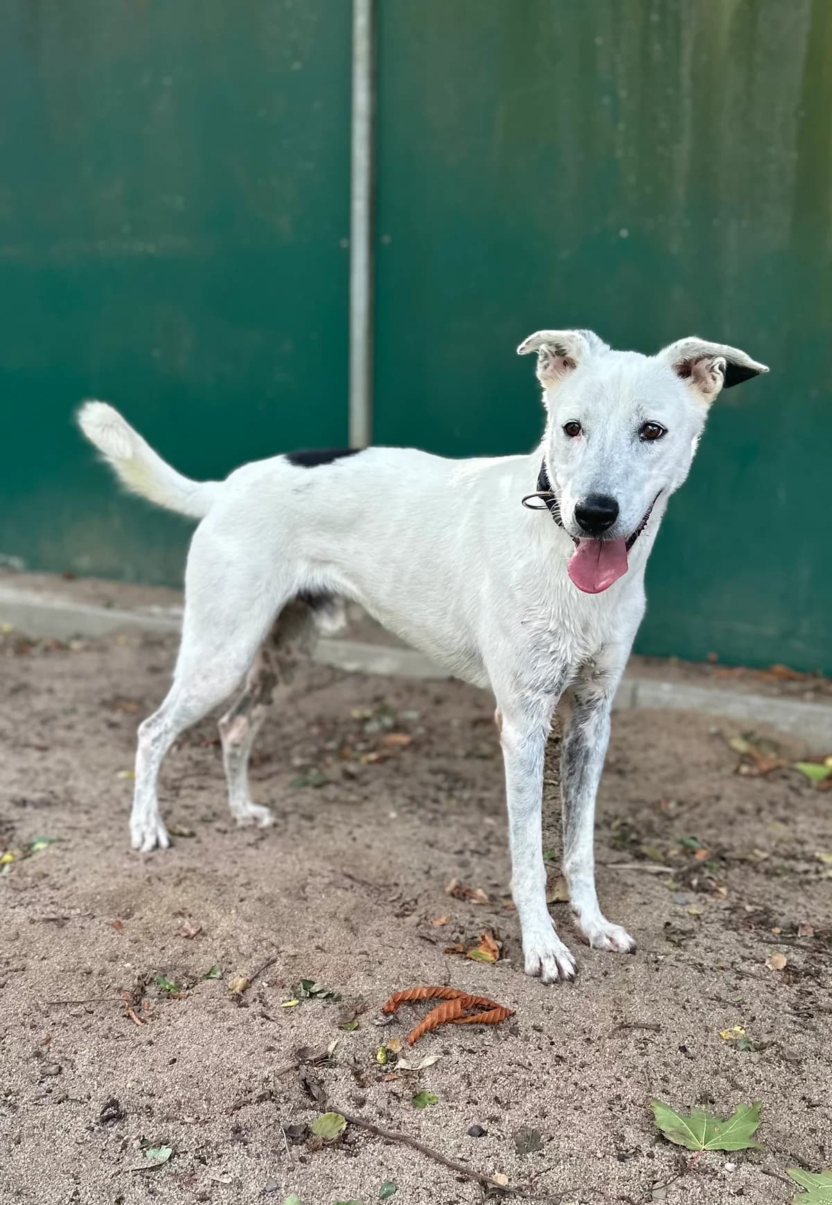 Ax, male 4yo Mixed Breed for adoption at BMT Tierheim Elisabethenhof