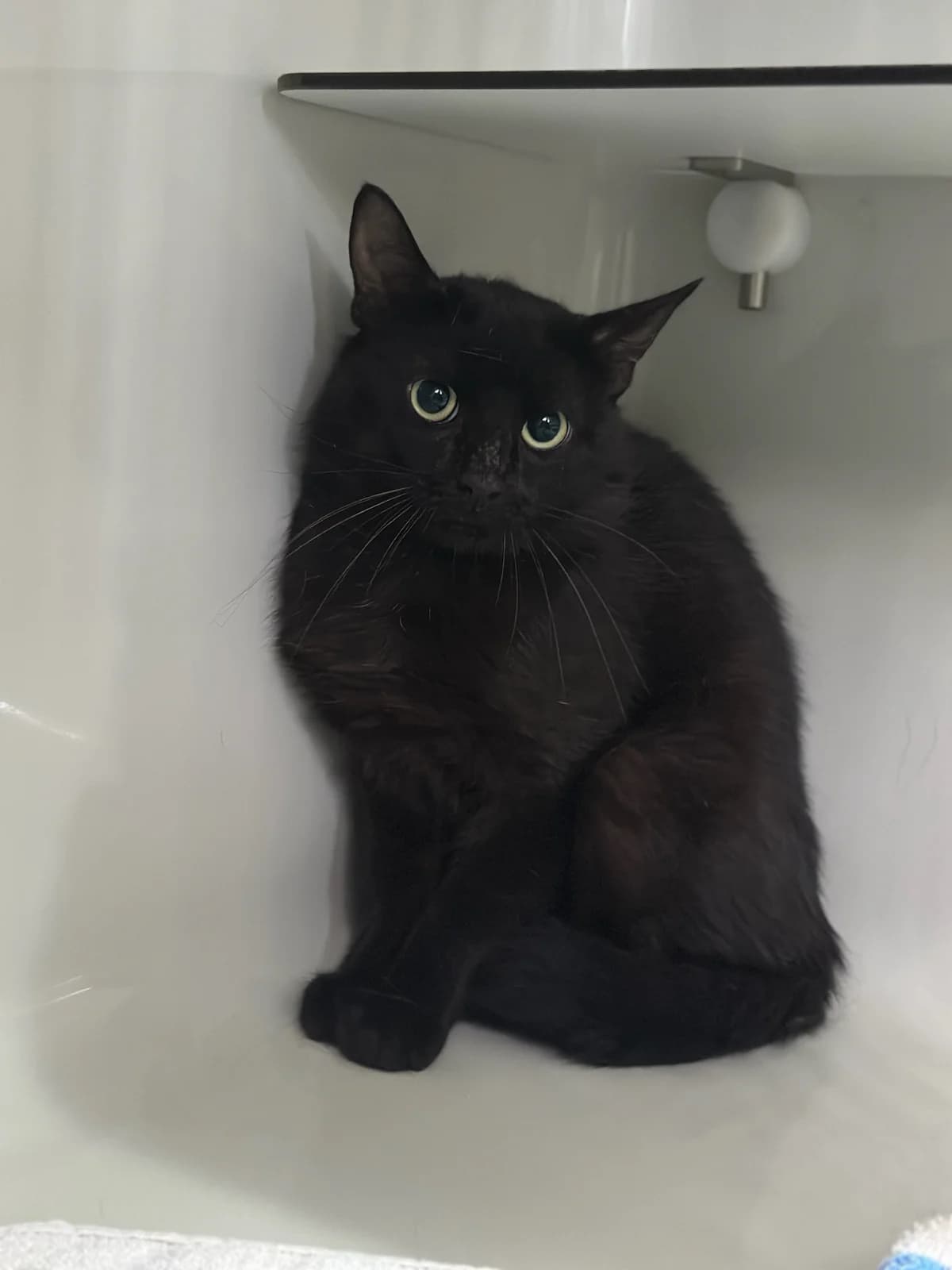 Themba (zusammen mit Taani), male 5yo European Shorthair for adoption at BMT Tierheim Elisabethenhof