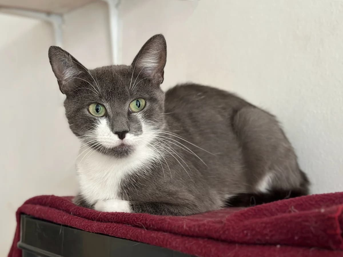 Taani (zusammen mit Themba), female young European Shorthair for adoption at BMT Tierheim Elisabethenhof