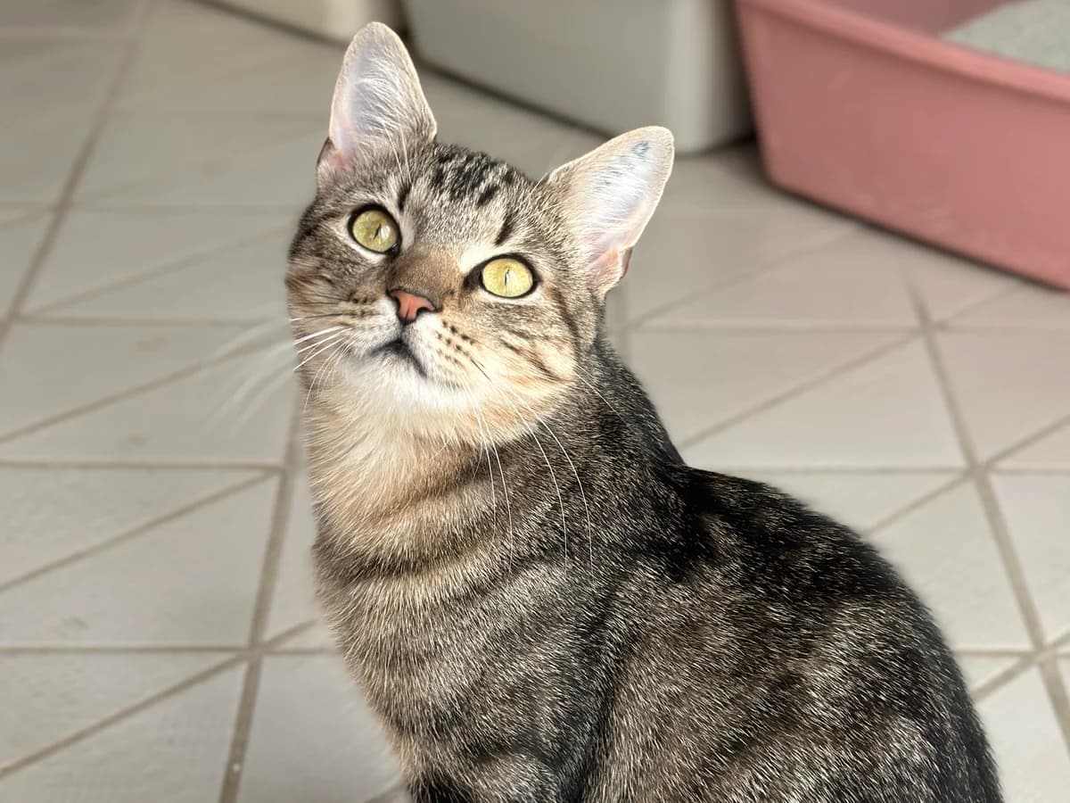 Thabo (zusammen mit Takira), getigert male young European Shorthair for adoption at BMT Tierheim Elisabethenhof