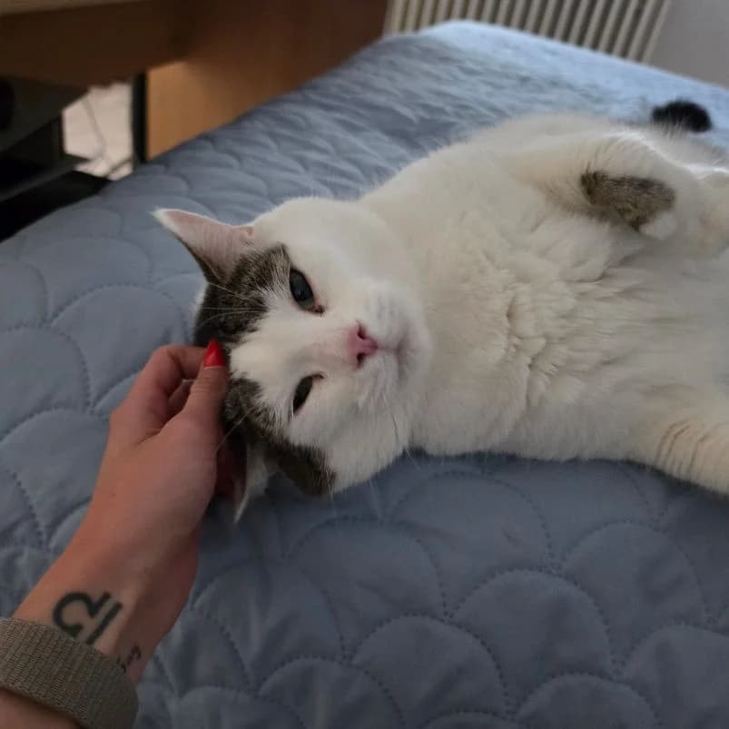Lucky, male 6yo European Shorthair for adoption at BMT Tierheim Elisabethenhof