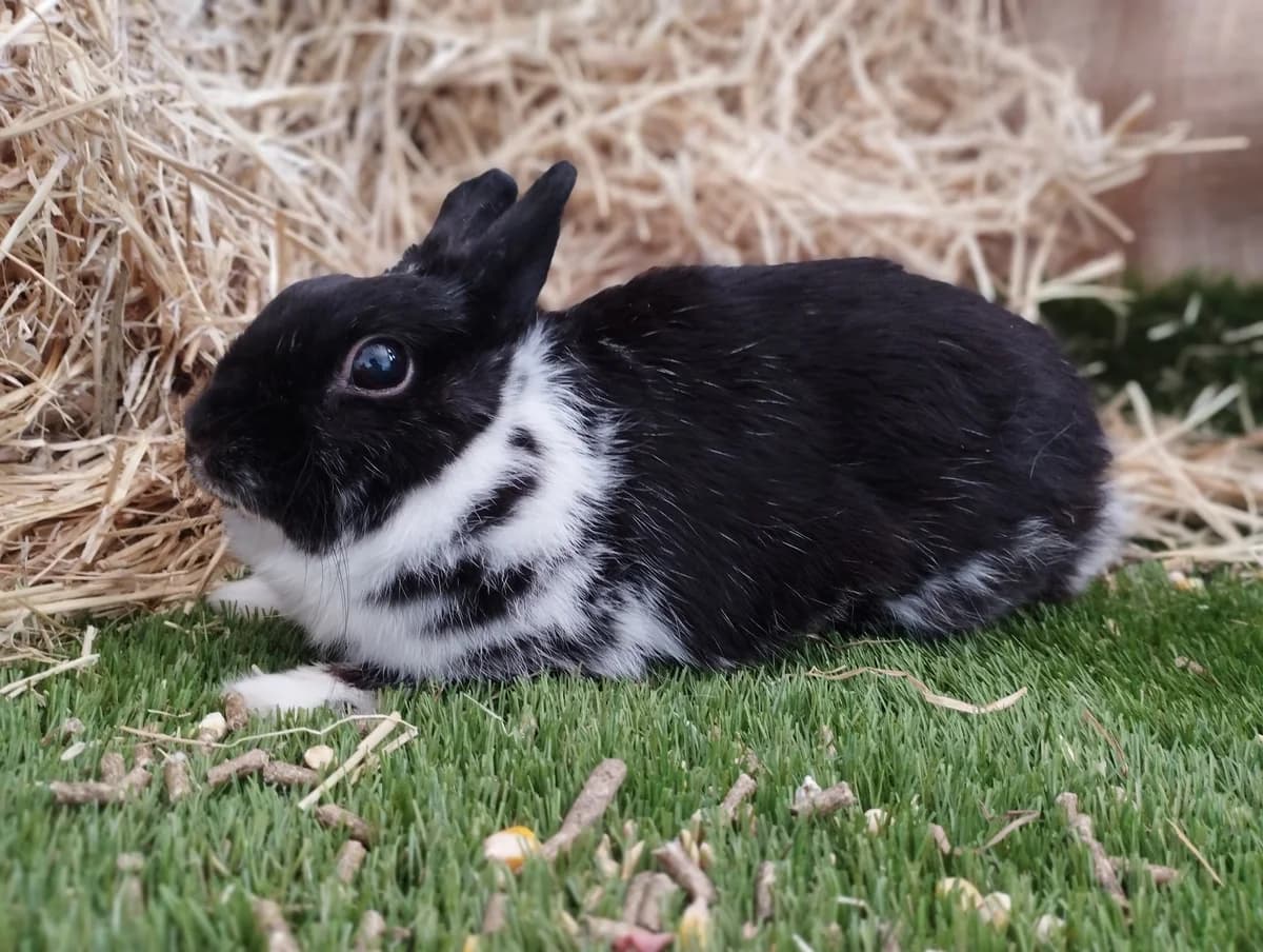 Dona Algodona, female 6yo mixed breed for adoption at BMT Tierheim Elisabethenhof