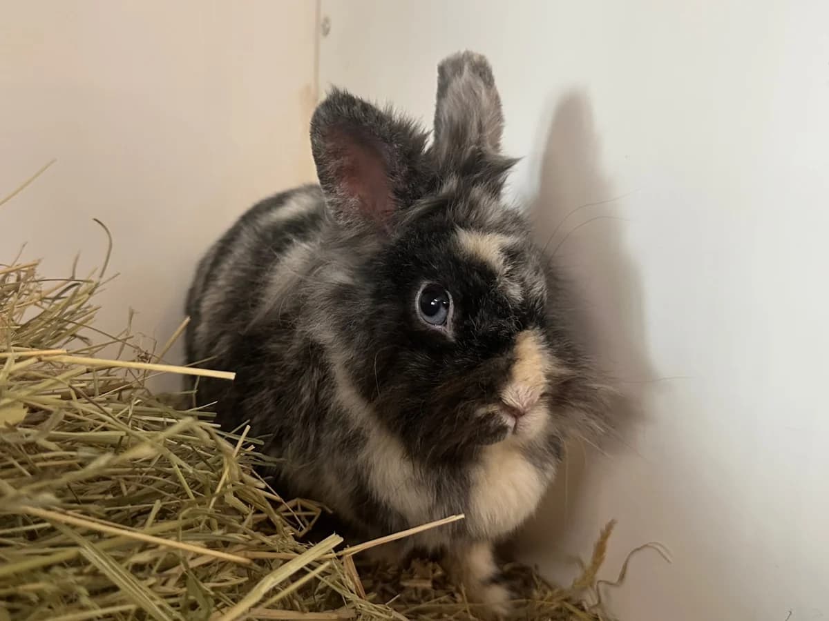 Muckel, female senior mixed breed for adoption at BMT Tierheim Elisabethenhof