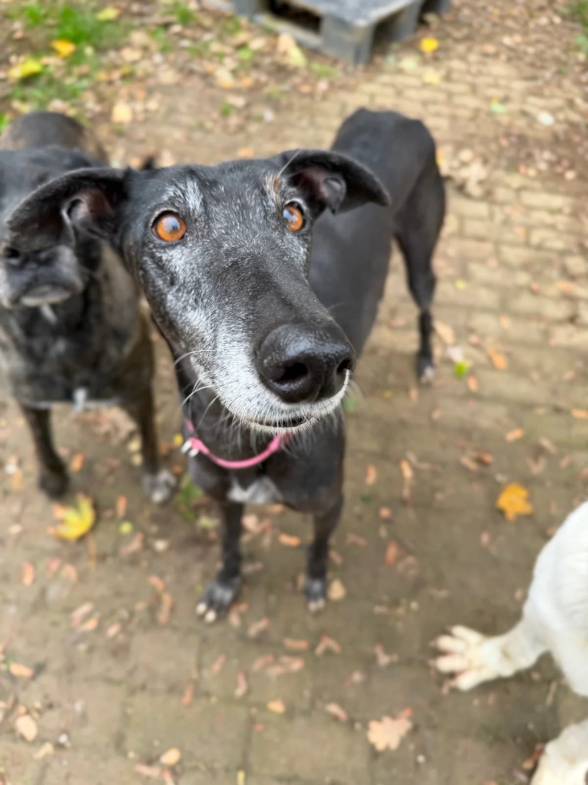 Mora, female 6yo Galgo Español for adoption at BMT Tierheim Elisabethenhof