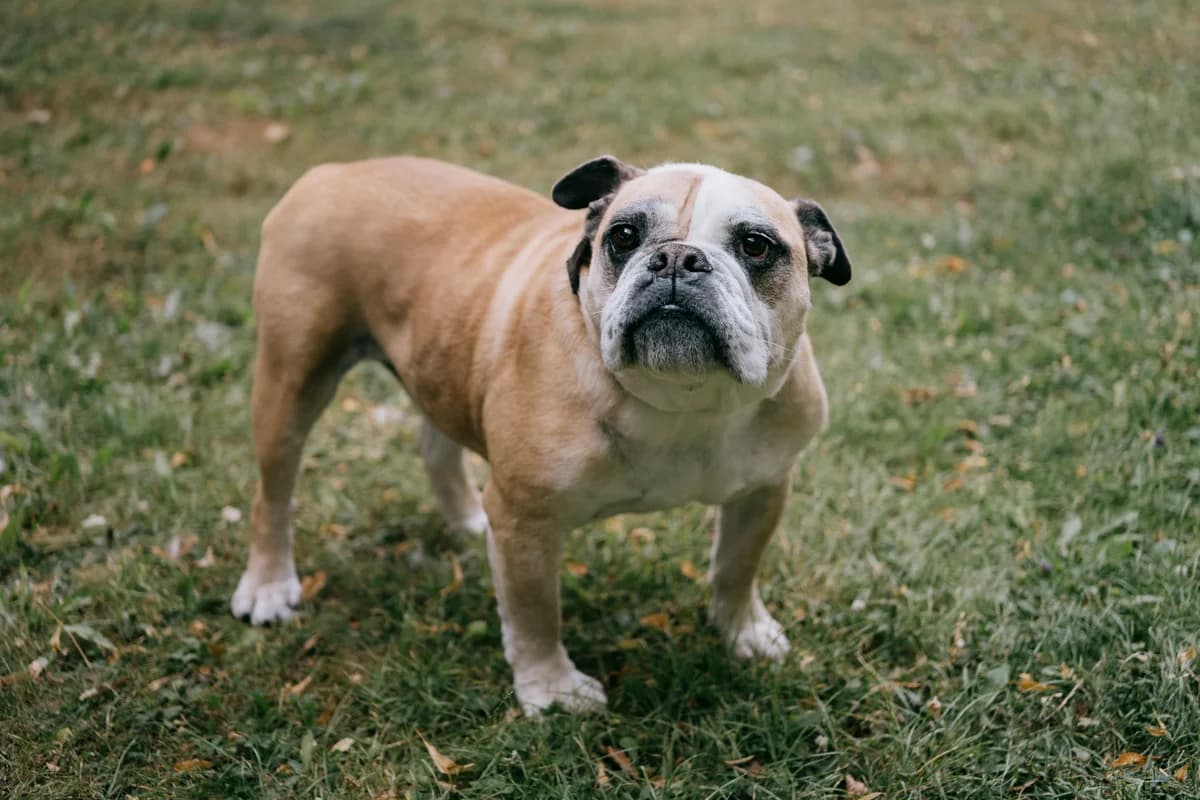 Mac, male senior English Bulldog for adoption at BMT Tierheim Elisabethenhof