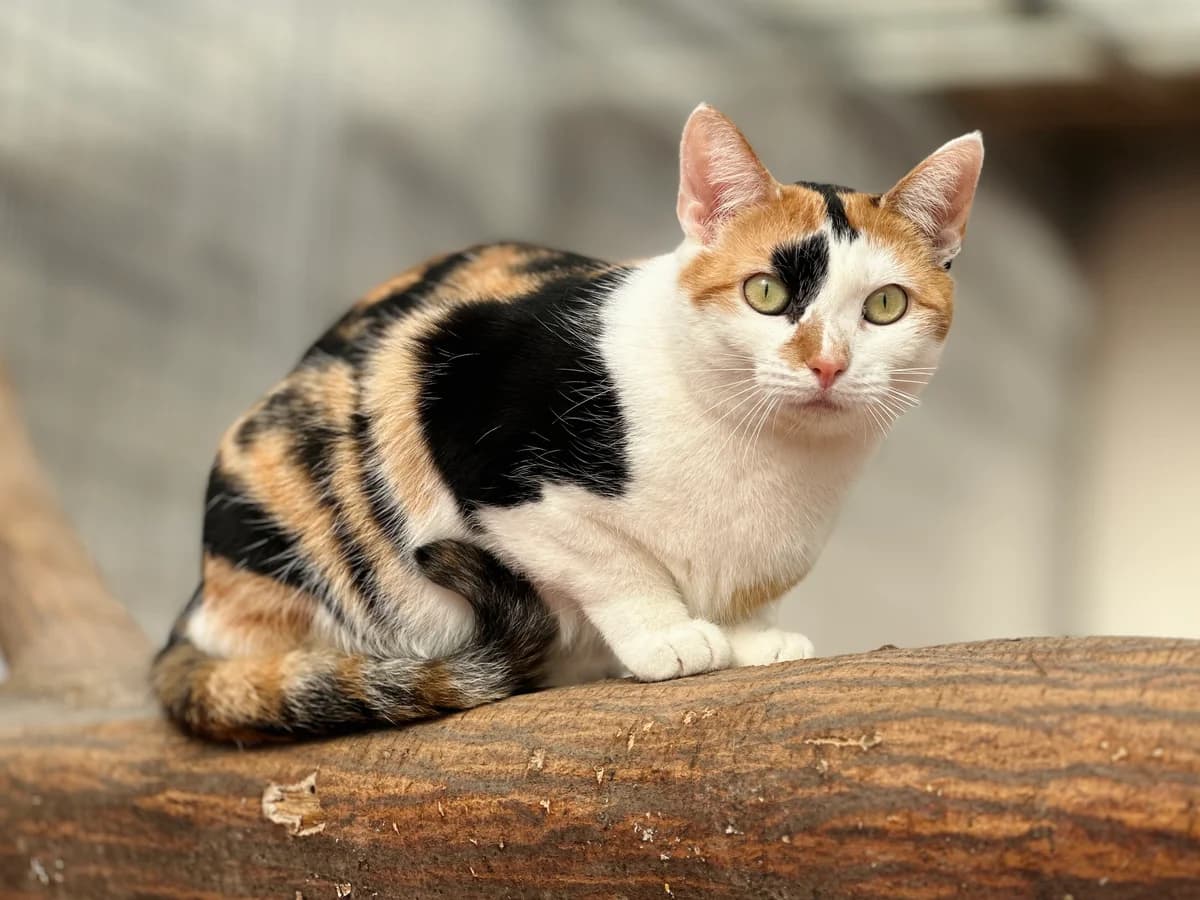 Holly (zusammen mit Stella und Fina), female 4yo European Shorthair for adoption at BMT Tierheim Elisabethenhof