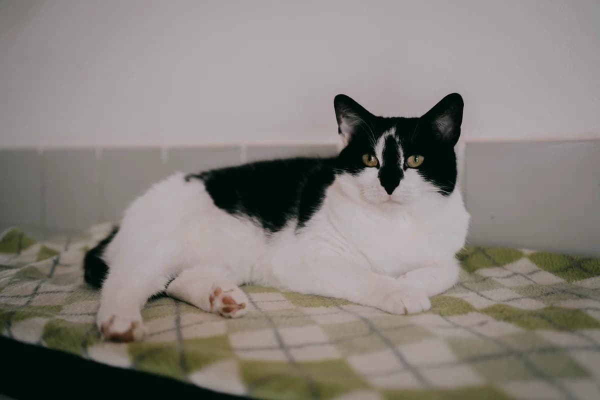 Stella (zuammen mit Holly und Fina), female 5yo European Shorthair for adoption at BMT Tierheim Elisabethenhof