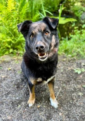 Rico, male senior Mixed Breed for adoption at BMT Tierheim Elisabethenhof
