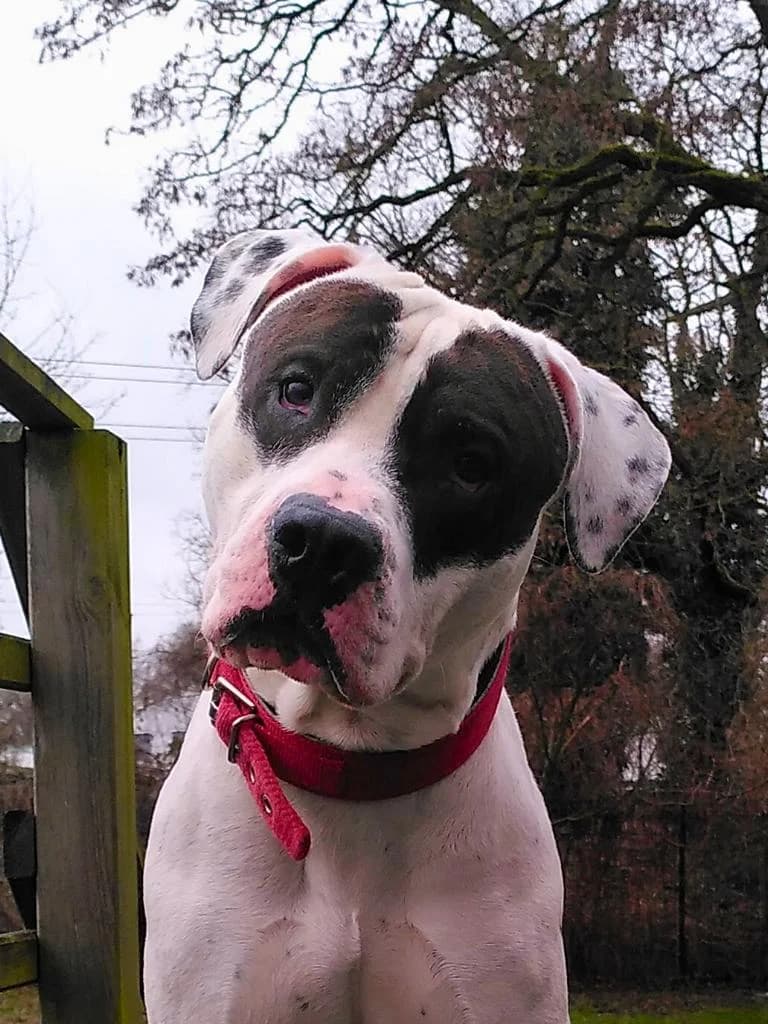 Albert, male 3yo English Bulldog for adoption at Tierheim Elmshorn, Elmshorn