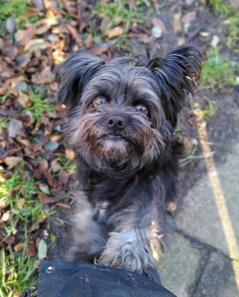 Alfonso, male senior Mixed Breed for adoption at Tierheim Elmshorn, Elmshorn