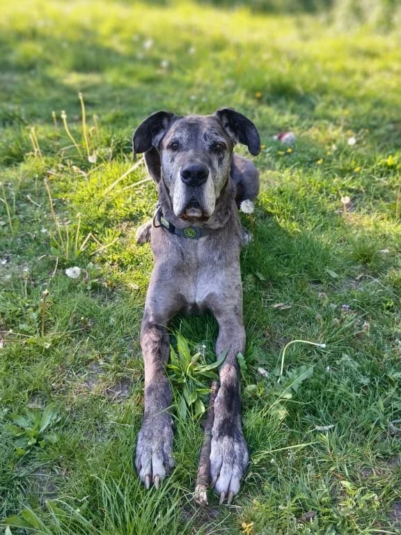 Artus, male senior Great Dane for adoption at Tierheim Elmshorn, Elmshorn