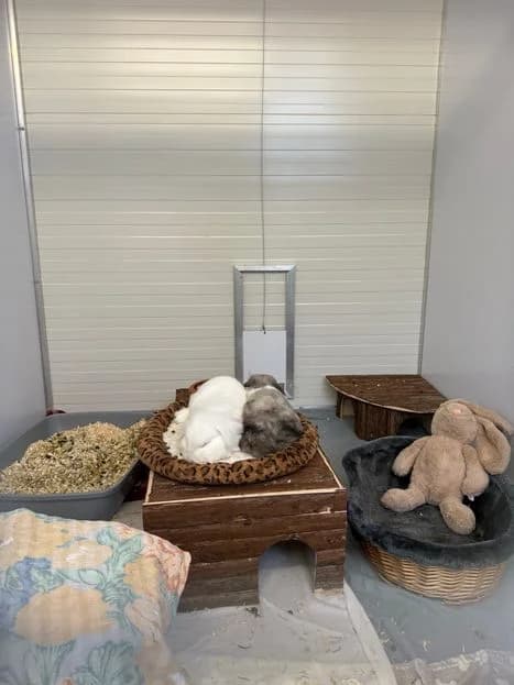 Arya, female mixed breed for adoption at Tierheim Elmshorn