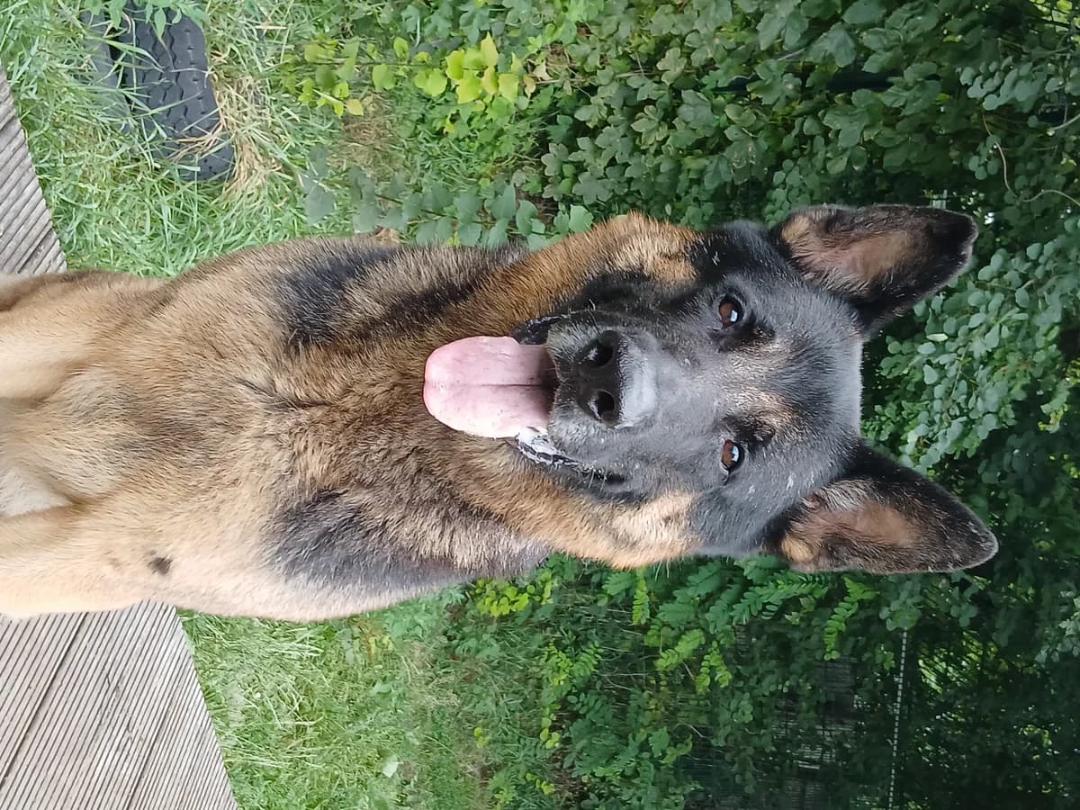 Balou, male 3yo German Shepherd for adoption at Tierheim Elmshorn, Elmshorn