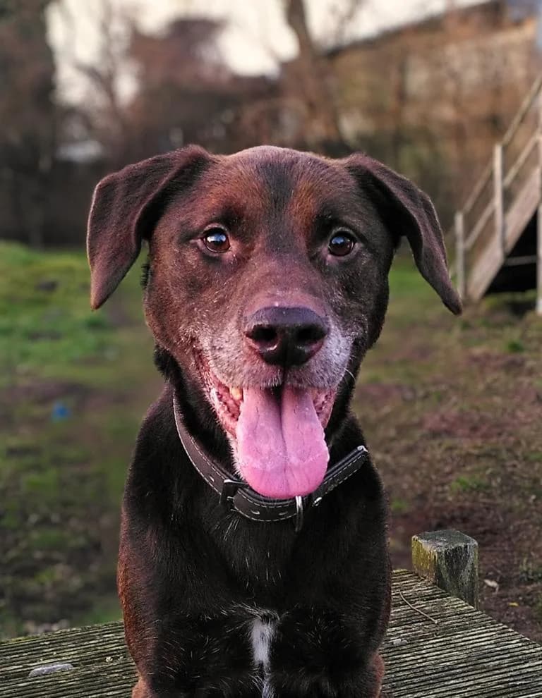 Brownie, male young Labrador Retriever for adoption at Tierheim Elmshorn, Elmshorn