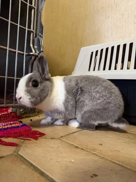 Carmy, female mixed breed for adoption at Tierheim Elmshorn, Elmshorn