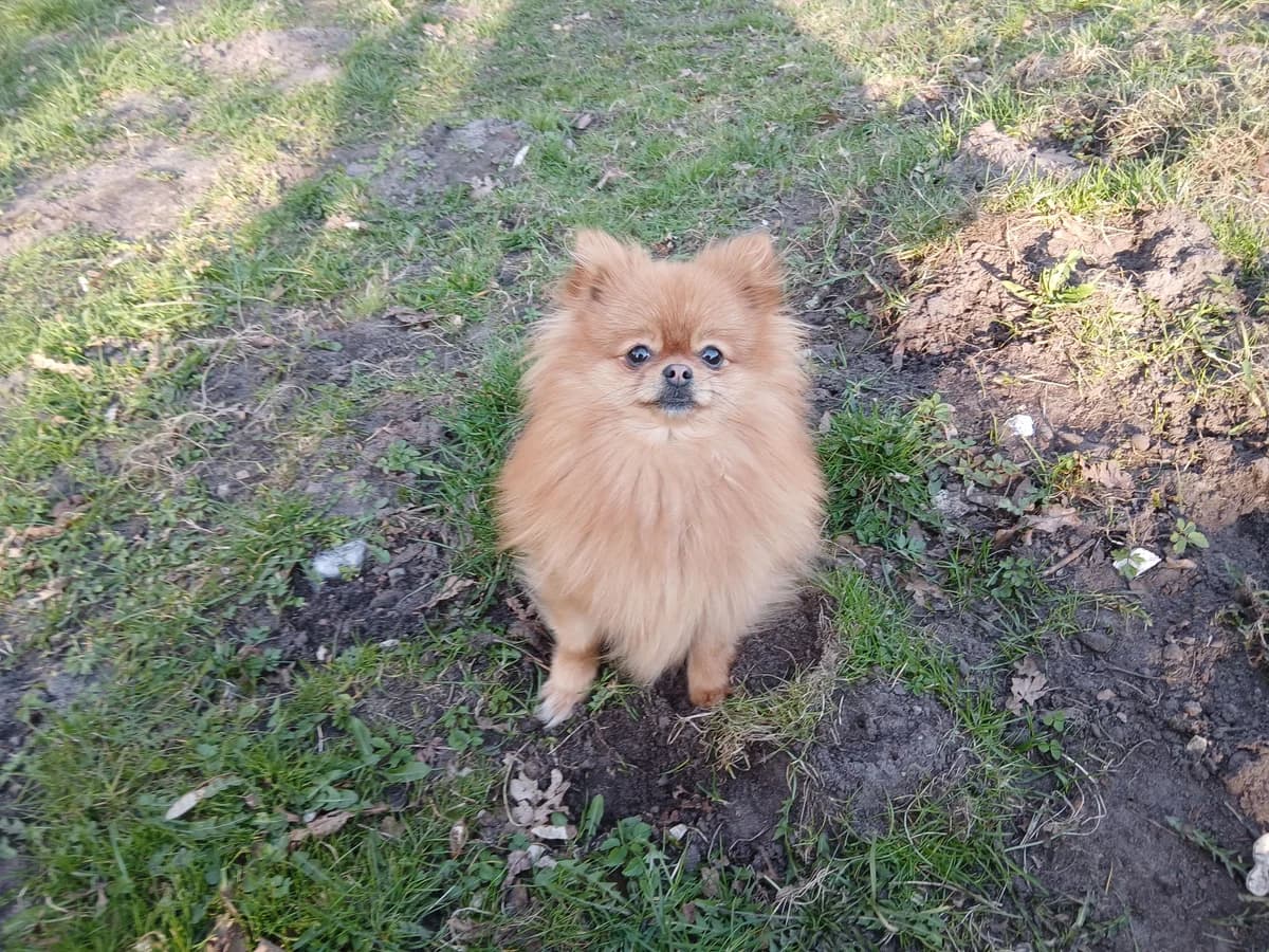 Coco, female 4yo Pomeranian for adoption at Tierheim Elmshorn, Elmshorn