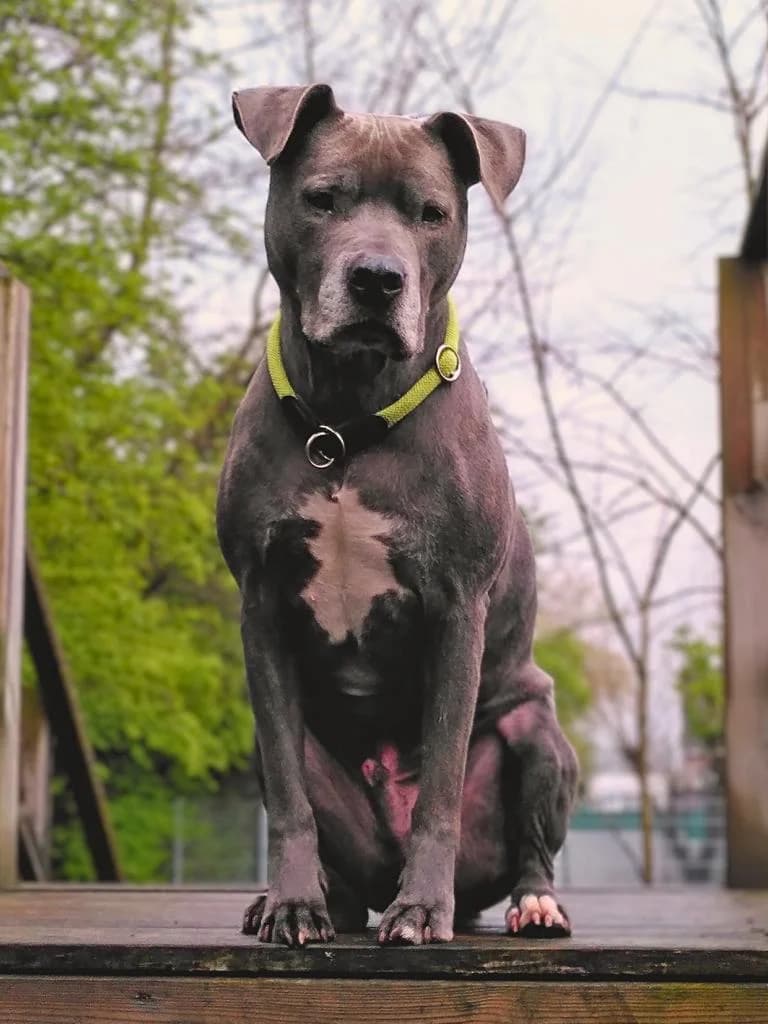 Conroy, male senior Pit Bull Terrier for adoption at Tierheim Elmshorn, Elmshorn
