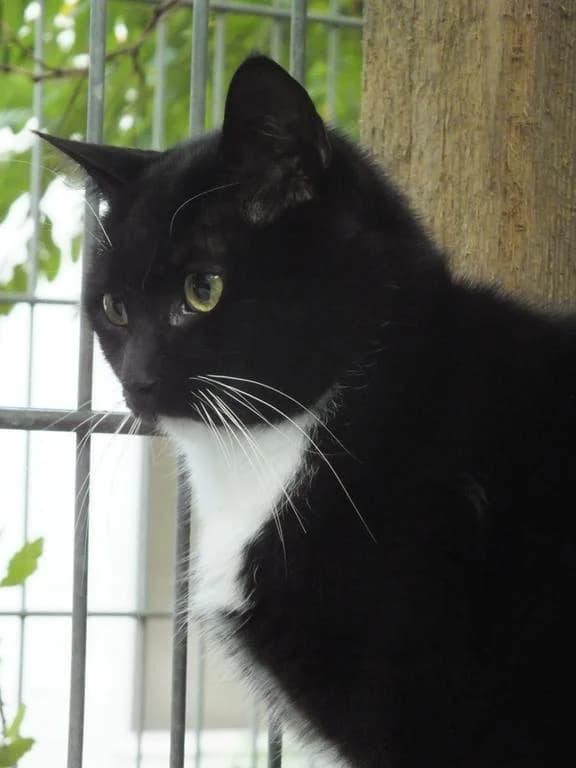 Coolio, male 3yo European Shorthair for adoption at Tierheim Elmshorn, Elmshorn