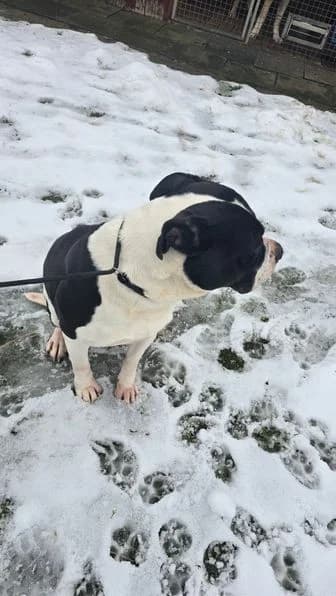 Deamon, male American Staffordshire Terrier for adoption at Tierheim Elmshorn, Elmshorn