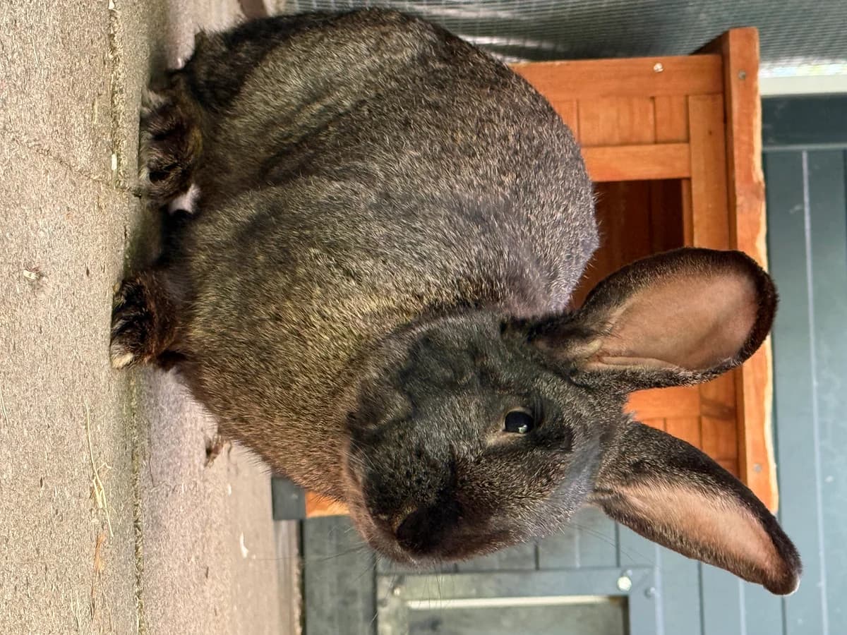 Kaninchen Denver, male mixed breed for adoption at Tierheim Elmshorn, Elmshorn