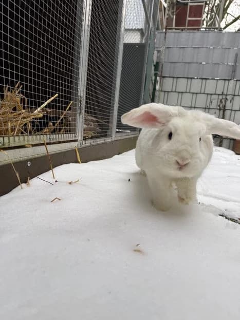 Derpy, male mixed breed for adoption at Tierheim Elmshorn
