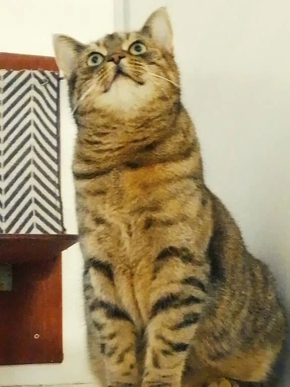 Eeny, female senior European Shorthair for adoption at Tierheim Elmshorn, Elmshorn