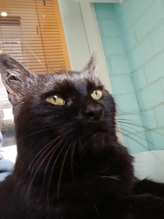 Elysia, female 3yo European Shorthair for adoption at Tierheim Elmshorn, Elmshorn