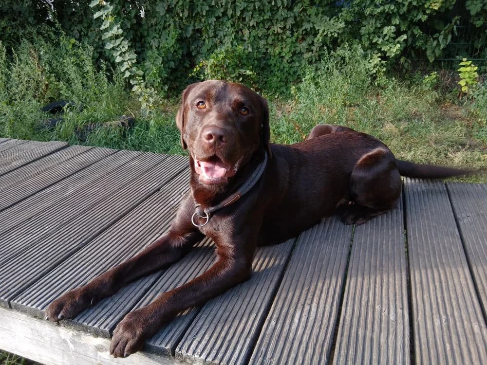 Emmett, male 5yo Labrador Retriever for adoption at Tierheim Elmshorn, Elmshorn
