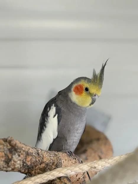 Giovanni, male mixed breed for adoption at Tierheim Elmshorn