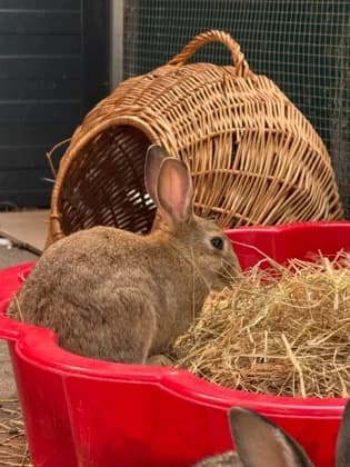 Haruk, male mixed breed for adoption at Tierheim Elmshorn, Elmshorn