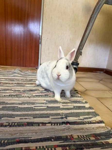 Hilda, female mixed breed for adoption at Tierheim Elmshorn, Elmshorn