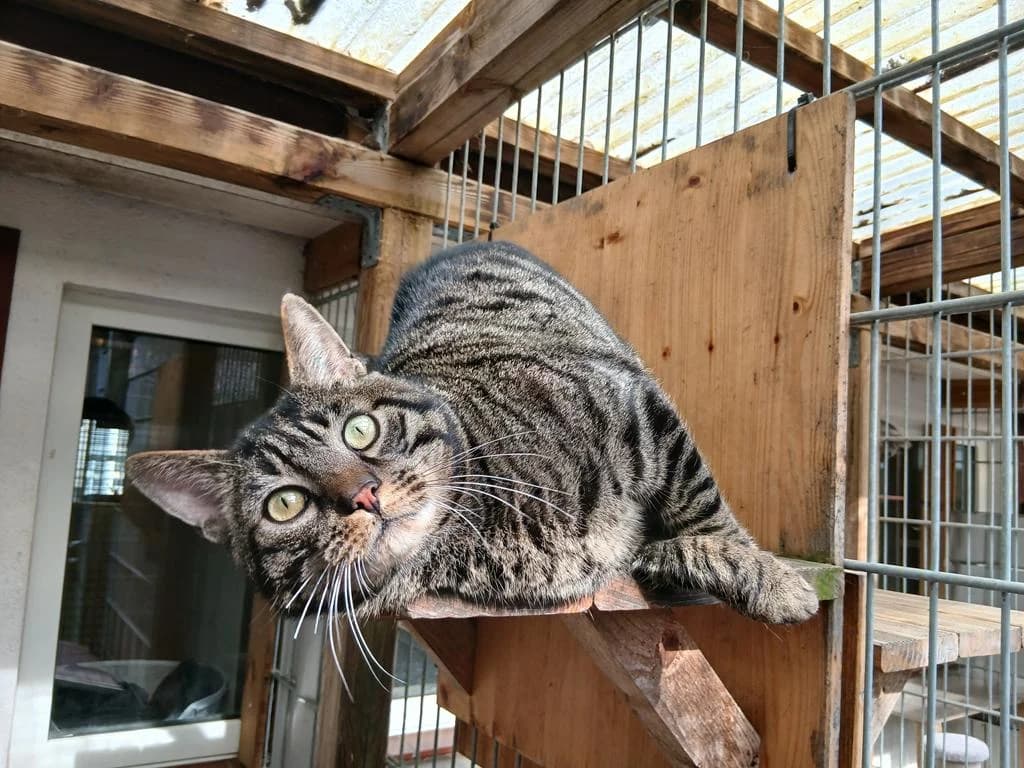 Kasimir, male 3yo European Shorthair for adoption at Tierheim Elmshorn, Elmshorn