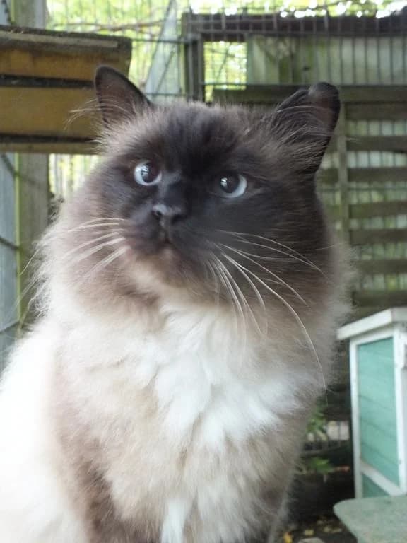 Kuddel, male 6yo mixed breed for adoption at Tierheim Elmshorn, Elmshorn