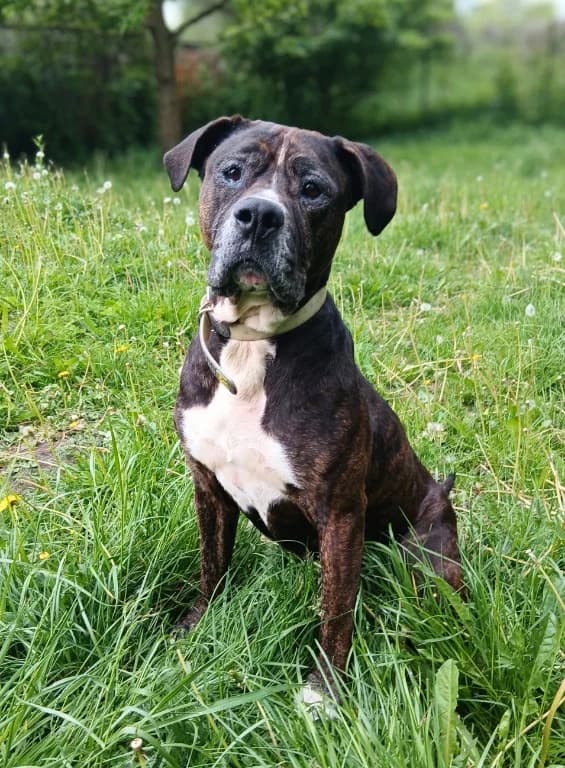 Kunigunde, female 4yo Mixed Breed for adoption at Tierheim Elmshorn, Elmshorn
