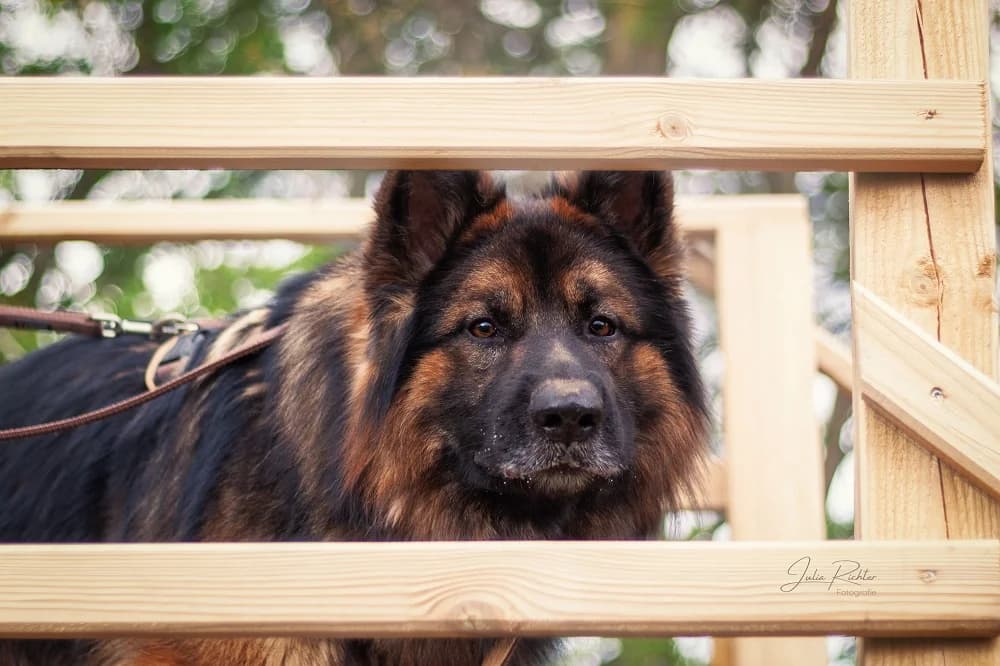 Lex, male senior German Shepherd for adoption at Tierheim Elmshorn, Elmshorn