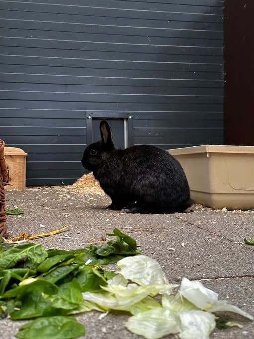 Lillemor, female mixed breed for adoption at Tierheim Elmshorn, Elmshorn