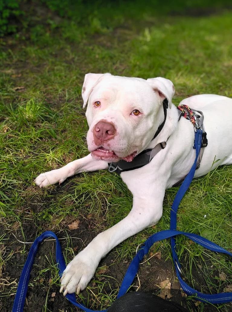 Little Joe, male 5yo English Bulldog for adoption at Tierheim Elmshorn, Elmshorn