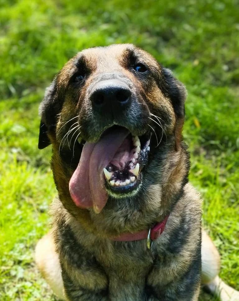 Lonny, female 3yo German Shepherd for adoption at Tierheim Elmshorn, Elmshorn