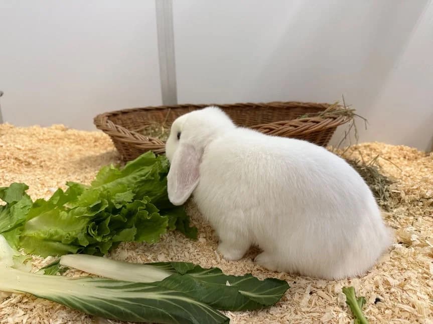 Ludolf, male mixed breed for adoption at Tierheim Elmshorn, Elmshorn