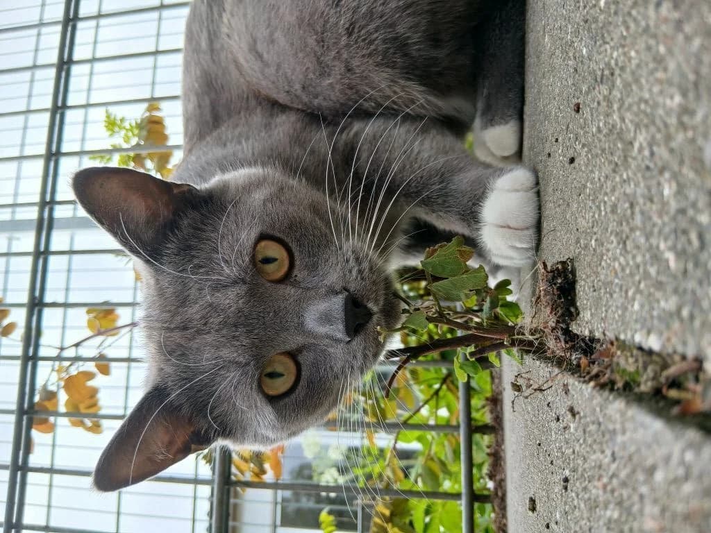 Ludwig, female 4yo European Shorthair for adoption at Tierheim Elmshorn, Elmshorn