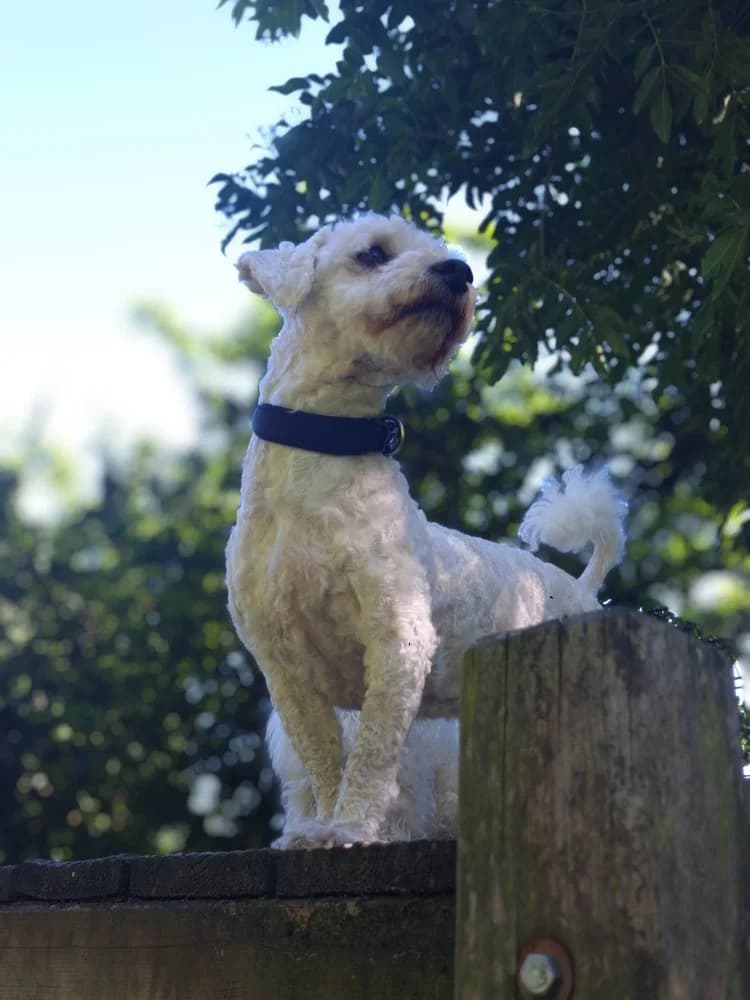Mäxchen, male 3yo Bichon Frisé for adoption at Tierheim Elmshorn, Elmshorn