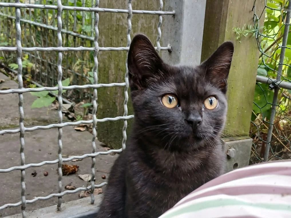 Maibritt, female puppy British Shorthair for adoption at Tierheim Elmshorn, Elmshorn