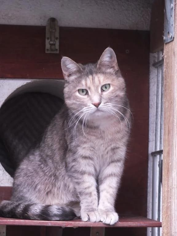 Ming, female 3yo European Shorthair for adoption at Tierheim Elmshorn, Elmshorn