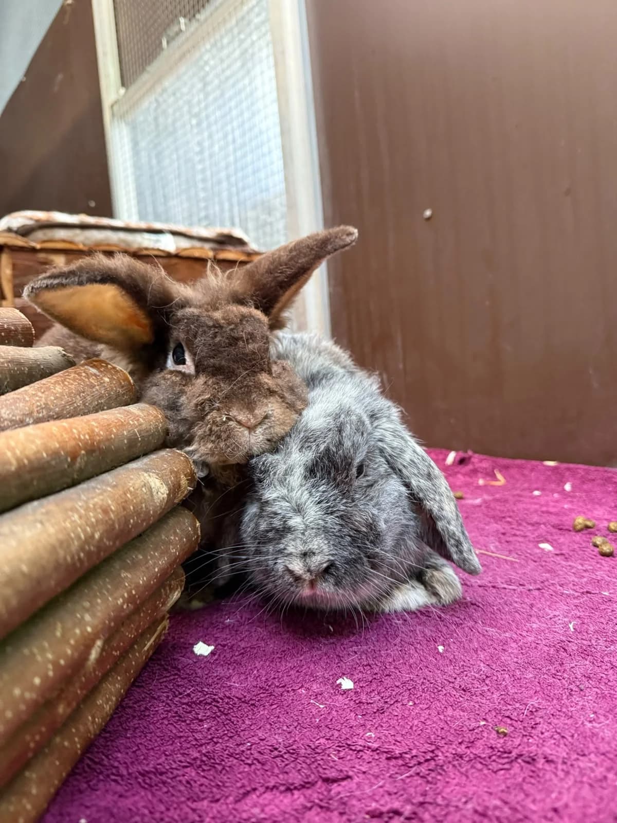 Murphy, male mixed breed for adoption at Tierheim Elmshorn, Elmshorn