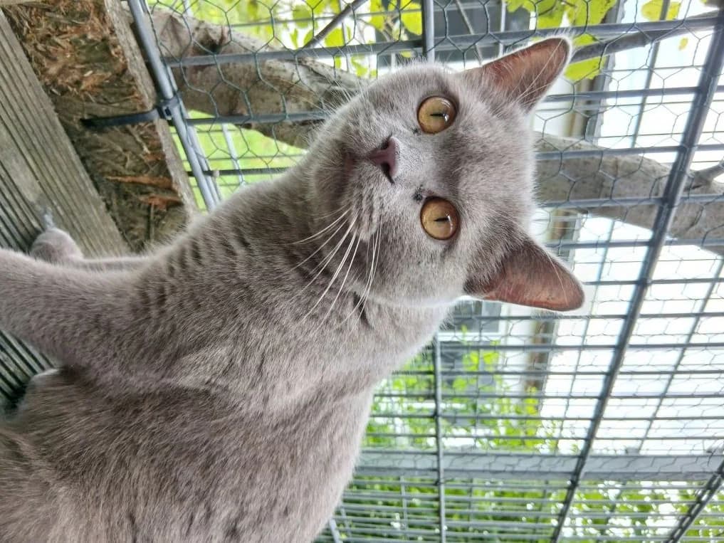 Nantje, female 4yo British Shorthair for adoption at Tierheim Elmshorn, Elmshorn