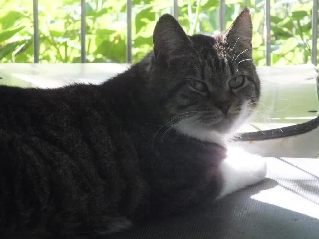 Nena, female 3yo European Shorthair for adoption at Tierheim Elmshorn, Elmshorn